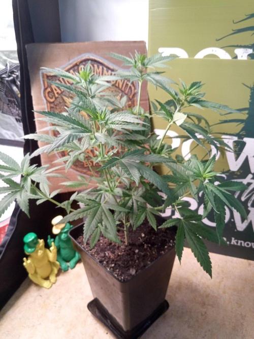 CCG SS Projekt. Week 6