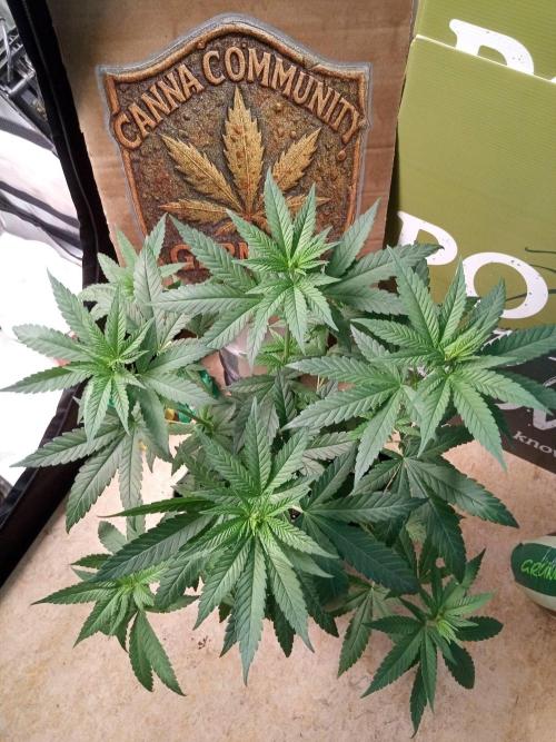 CCG SS Projekt. Week 6