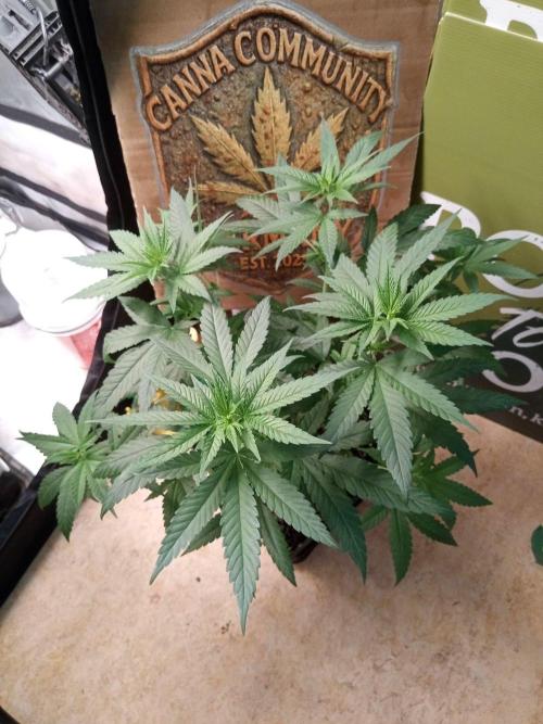 CCG SS Projekt. Week 6