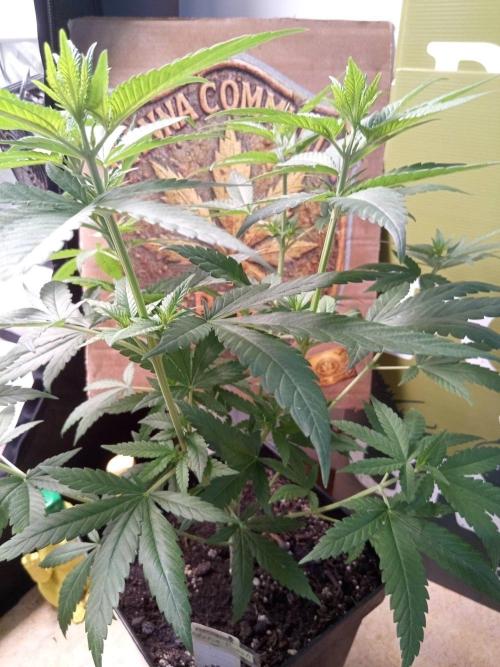 CCG SS Projekt. Week 6