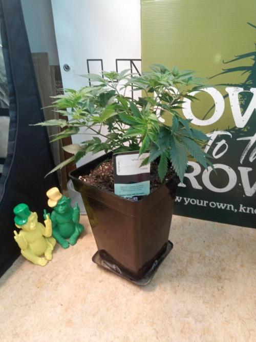 Ganja Farmer. Week 6