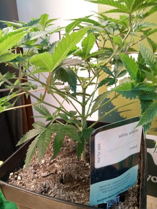 Ganja Farmer. Week 6
