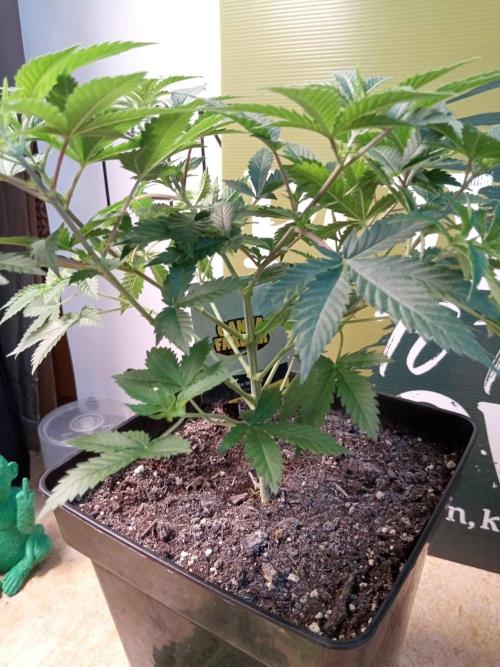 Ganja Farmer. Week 6