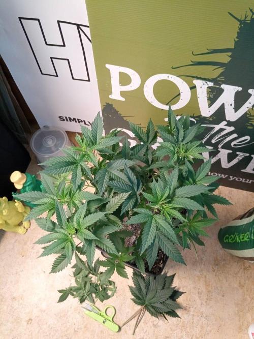 Ganja Farmer. Week 6