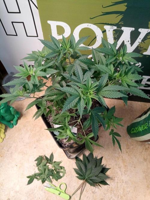 Ganja Farmer. Week 6