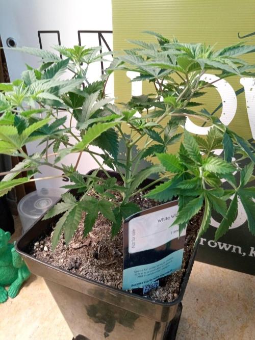 Ganja Farmer. Week 6