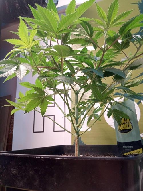White Widow. Week 6