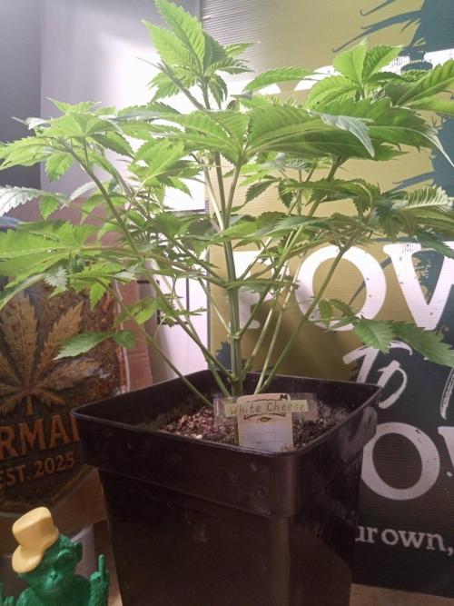 CCG SS Projekt. Week 5