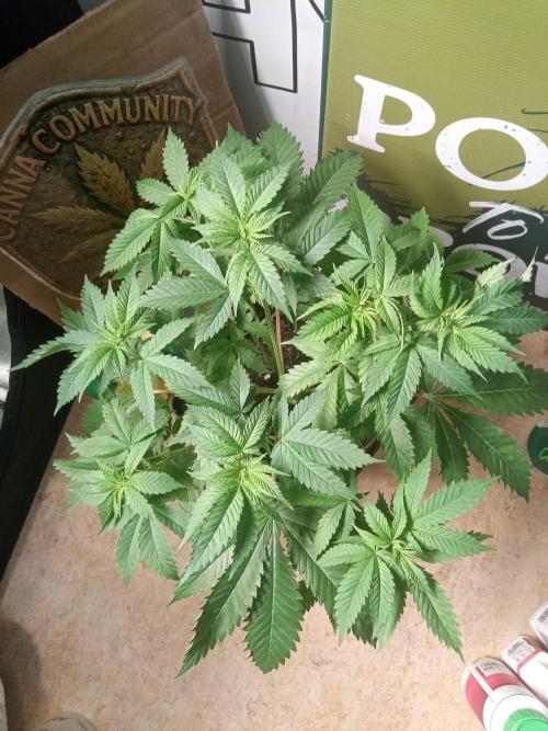 CCG SS Projekt. Week 5