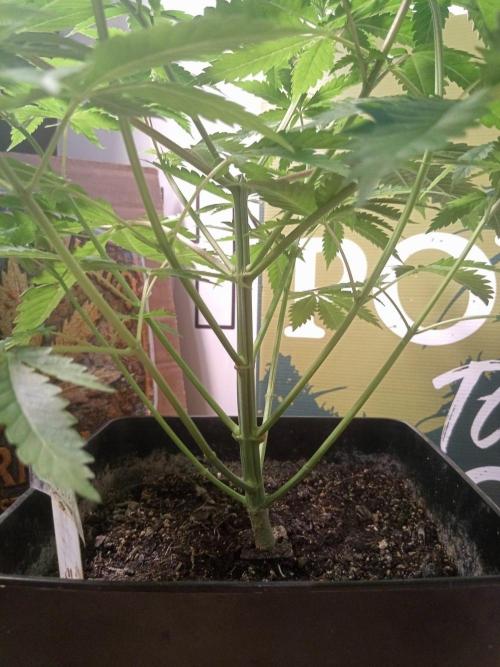 CCG SS Projekt. Week 5