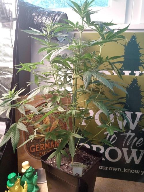 CCG SS Projekt. Week 7