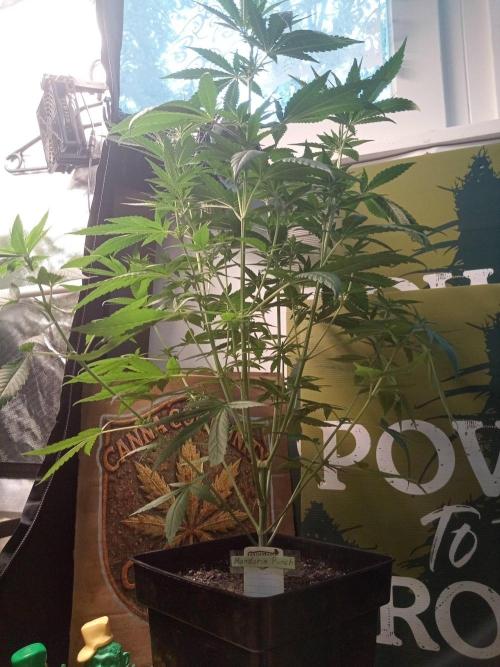 CCG SS Projekt. Week 7