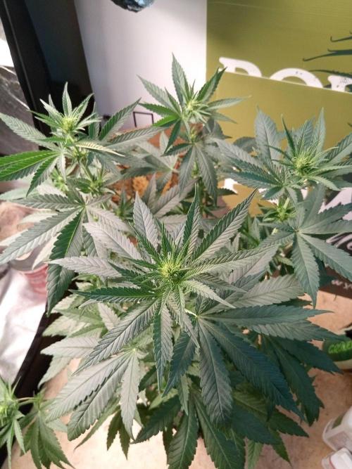 CCG SS Projekt. Week 7