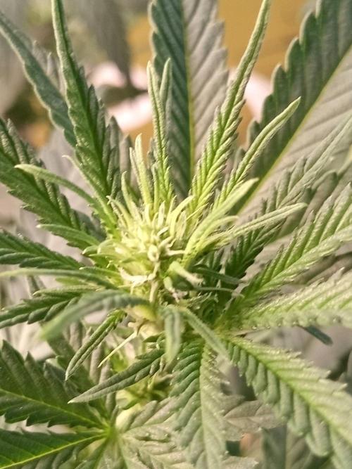 CCG SS Projekt. Week 7