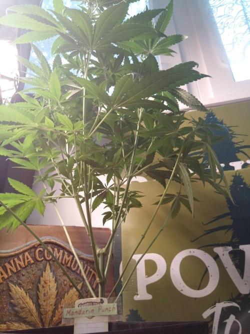 CCG SS Projekt. Week 7