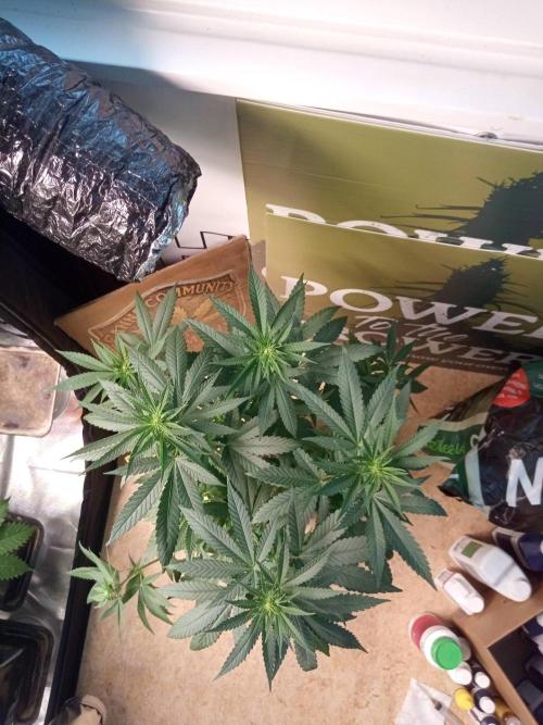 CCG SS Projekt. Week 7