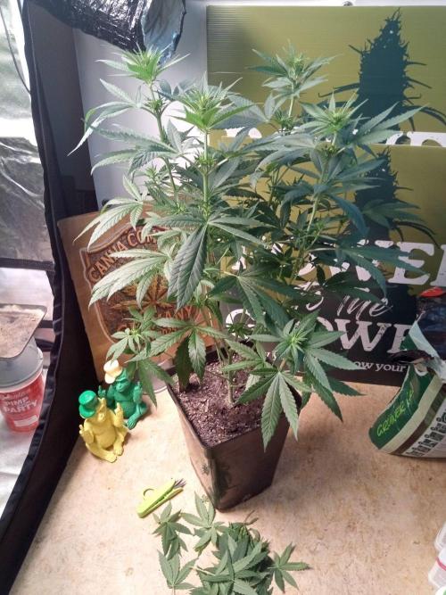 CCG SS Projekt. Week 7