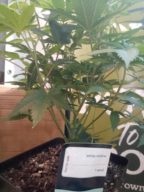 Ganja Farmer. Week 7