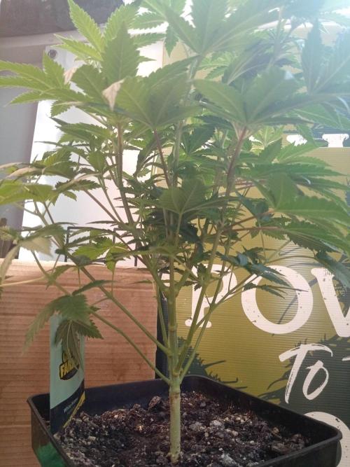 Ganja Farmer. Week 7