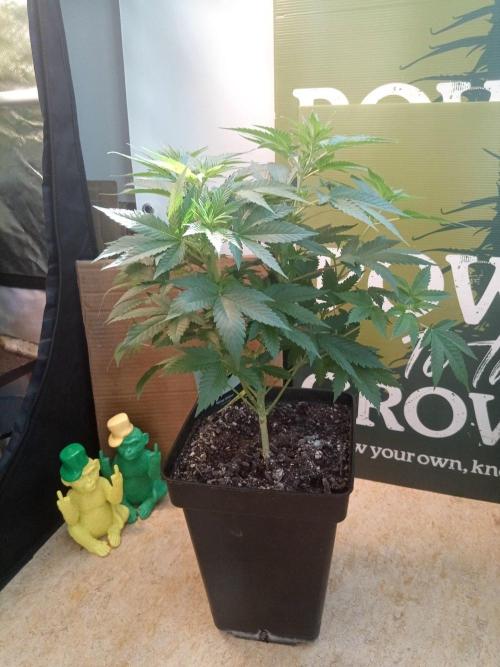 Ganja Farmer. Week 7
