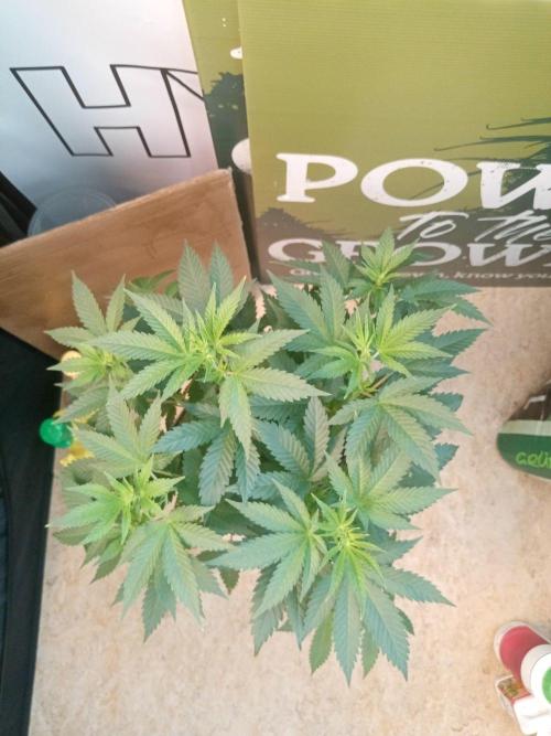 Ganja Farmer. Week 7