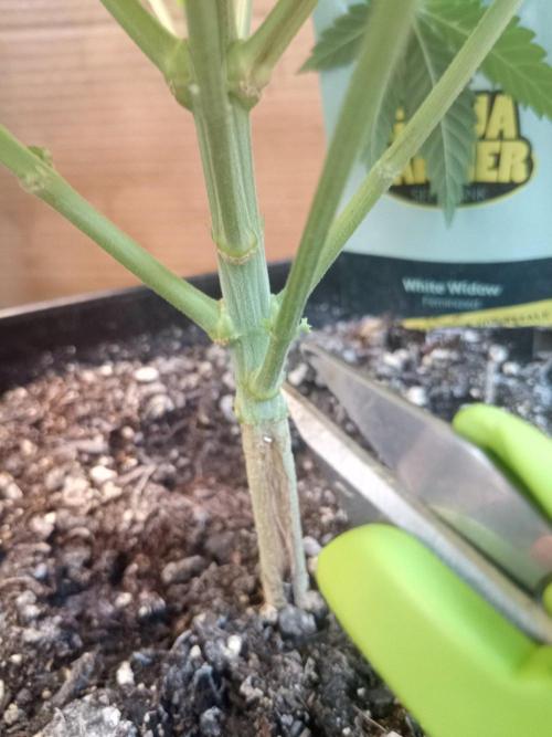 Ganja Farmer. Week 7