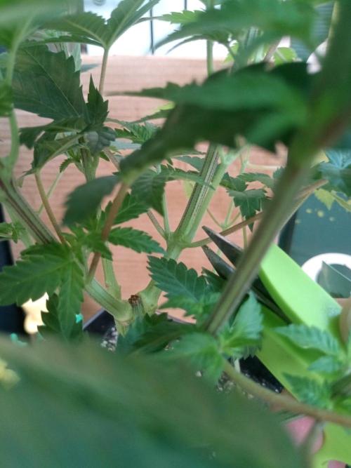 Ganja Farmer. Week 7