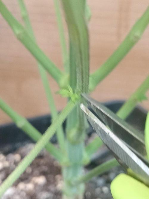 Ganja Farmer. Week 7