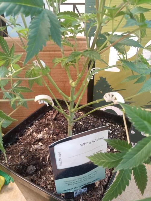Ganja Farmer. Week 7
