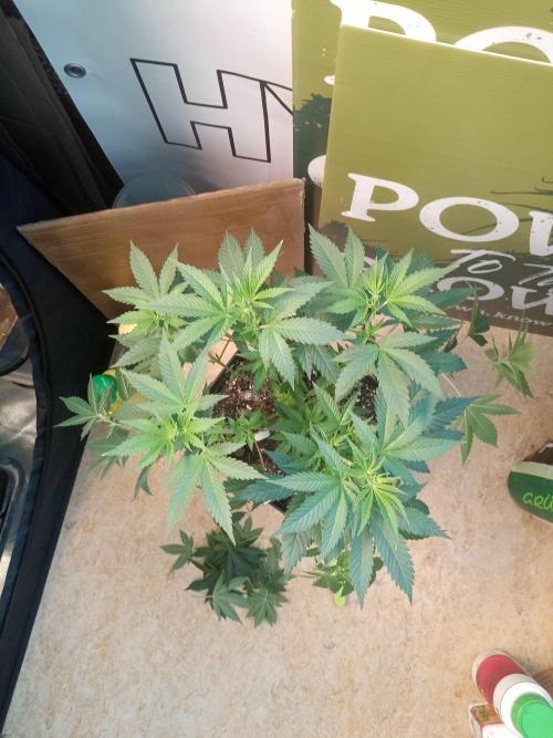 Ganja Farmer. Week 7