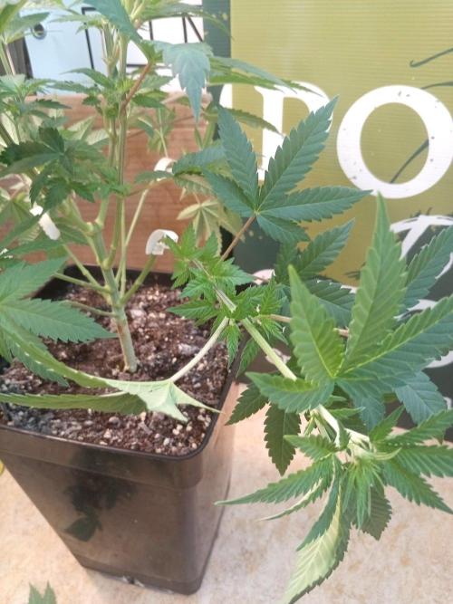Ganja Farmer. Week 7