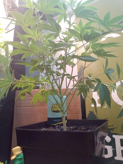 White Widow. Week 7