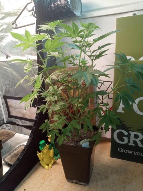 CCG SS Community Grow. Week 6