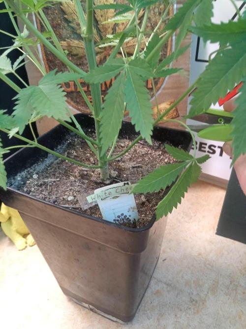 CCG SS Community Grow. Week 6