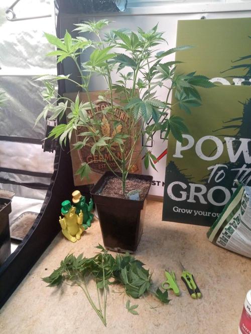CCG SS Community Grow. Week 6