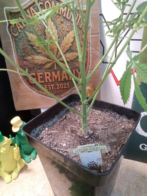 CCG SS Community Grow. Week 6