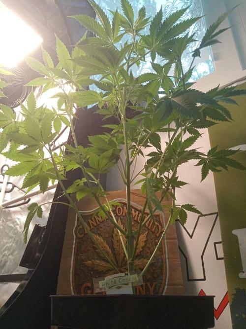 CCG SS Community Grow. Week 6