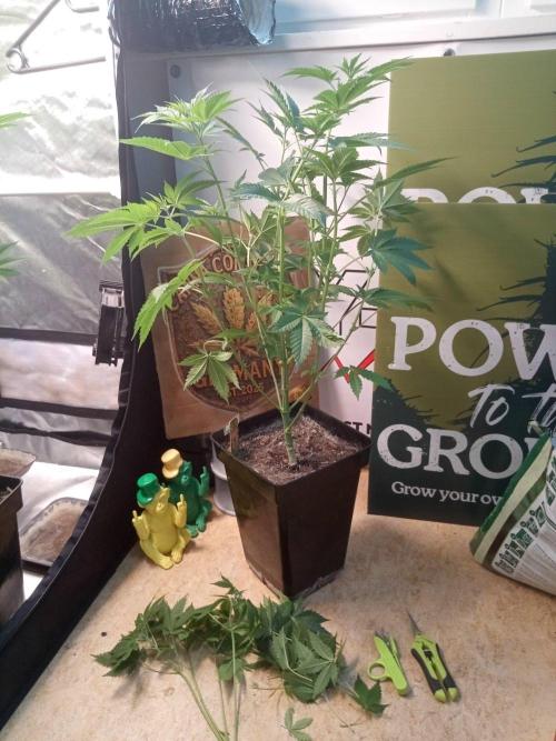 CCG SS Community Grow. Week 6