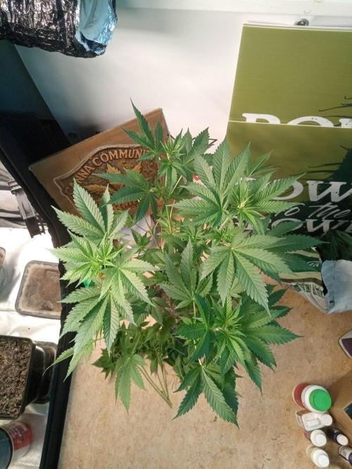 CCG SS Community Grow. Week 6