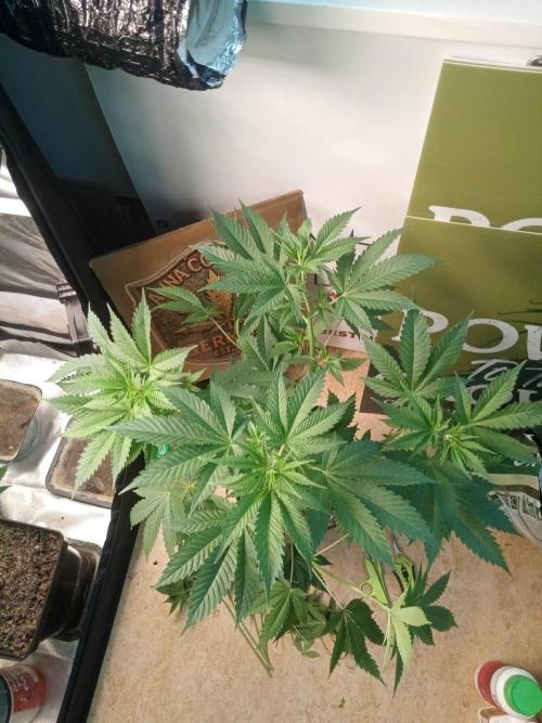 CCG SS Community Grow. Week 6