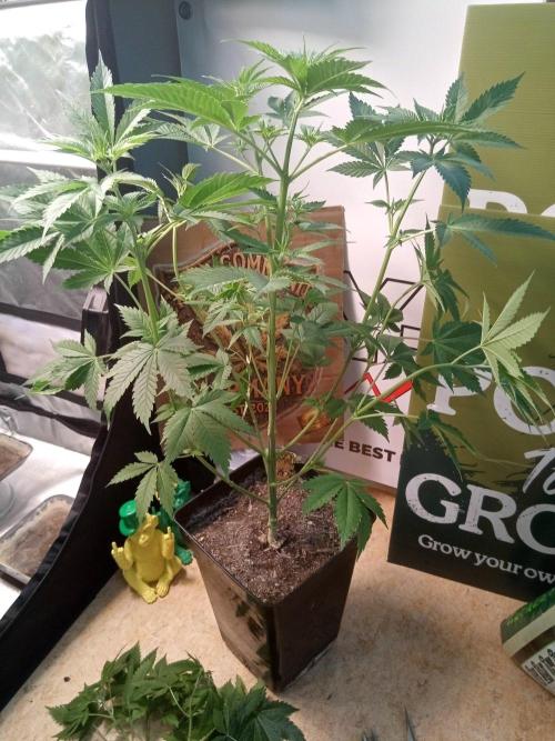 CCG SS Community Grow. Week 6