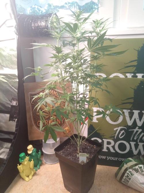 CCG SS Community Grow. Week 8