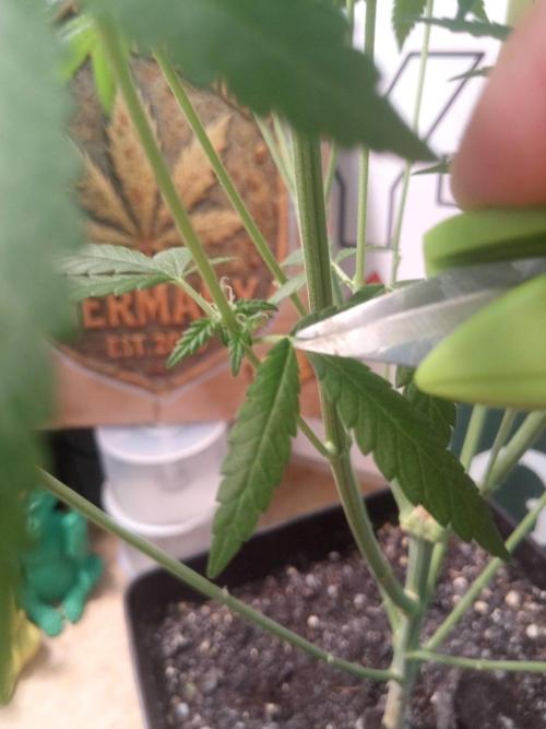 CCG SS Community Grow. Week 8