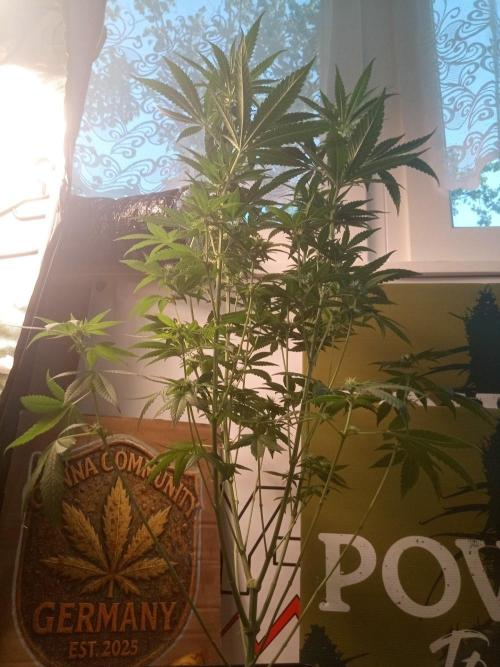 CCG SS Community Grow. Week 8
