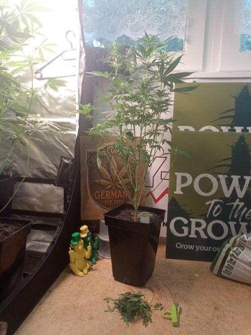CCG SS Community Grow. Week 8