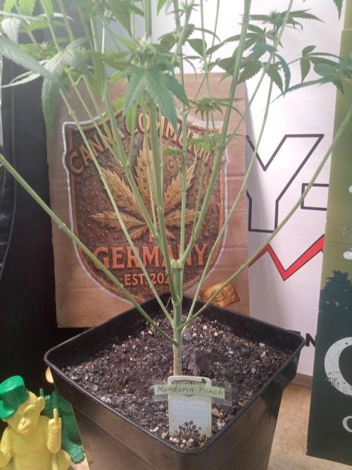 CCG SS Community Grow. Week 8
