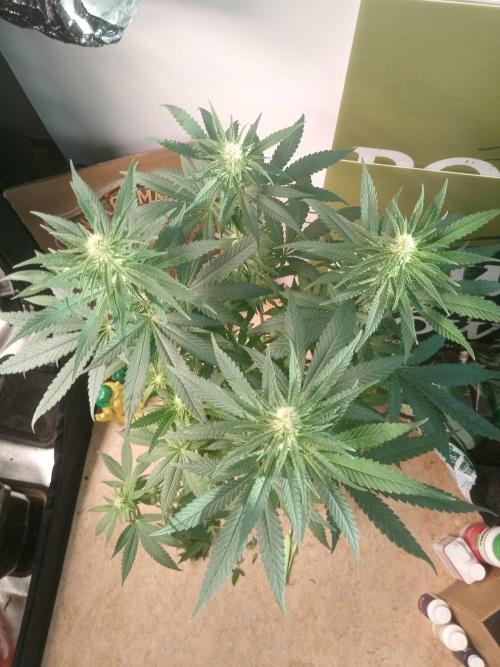 CCG SS Community Grow. Week 8
