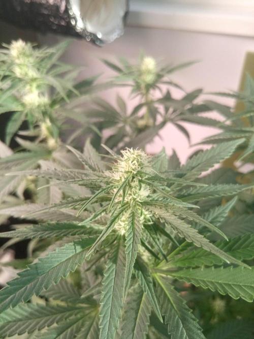 CCG SS Community Grow. Week 8