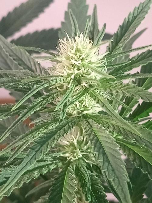 CCG SS Community Grow. Week 8