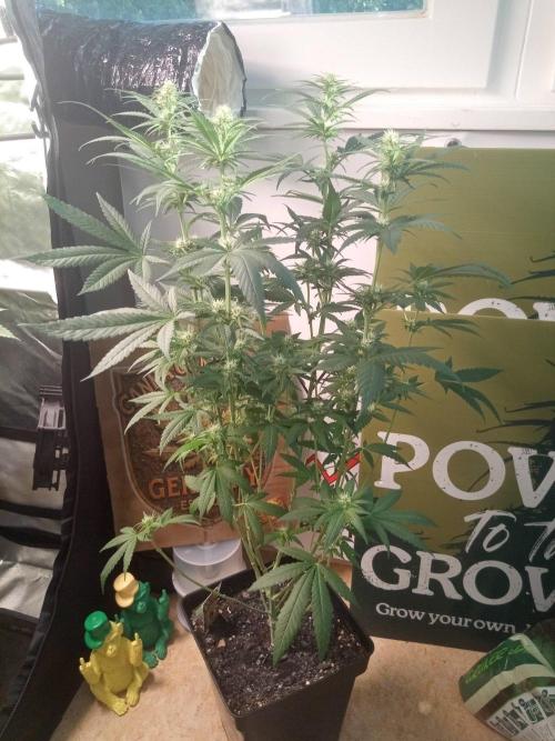 CCG SS Community Grow. Week 8